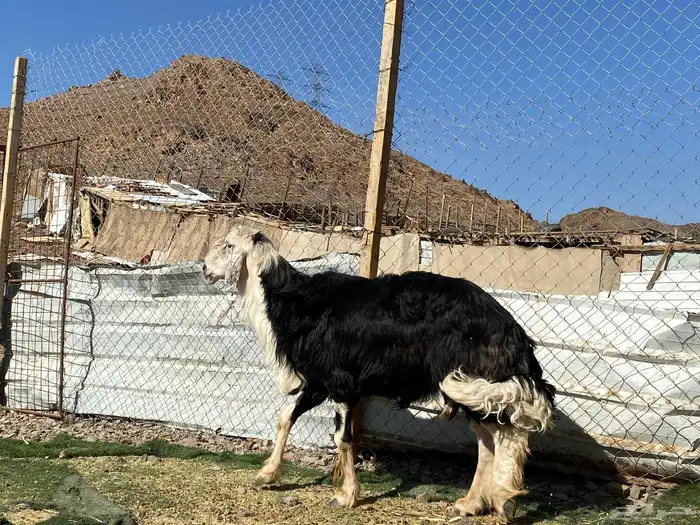 طلي نجدي صنف الصنف مشروط يقشع على الشرط 15