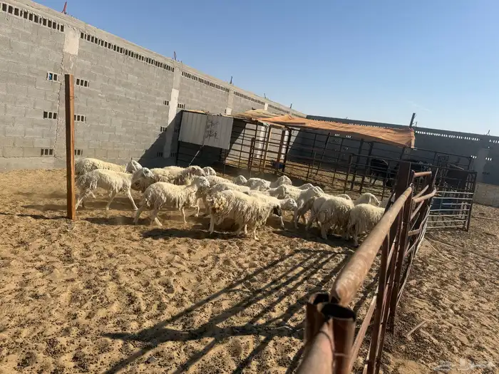 حري رخال دفيع جروم كبيره 1