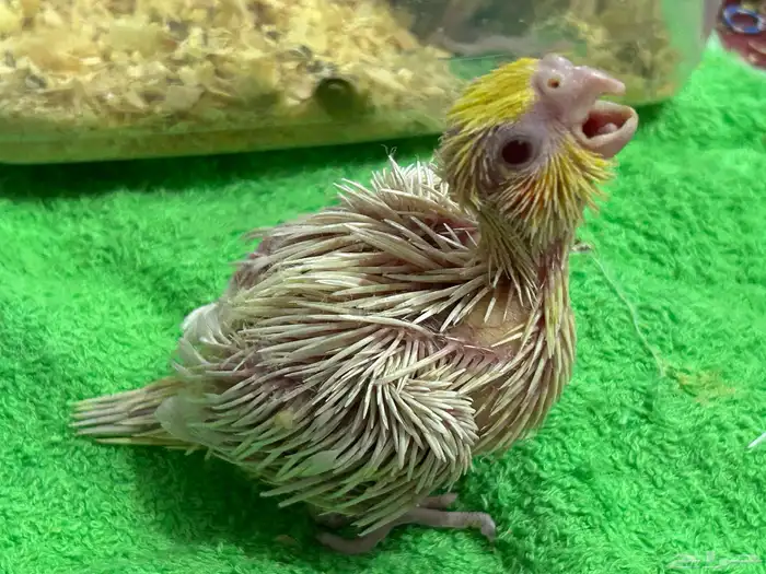 فرخ كروان لاتينيو غر 2