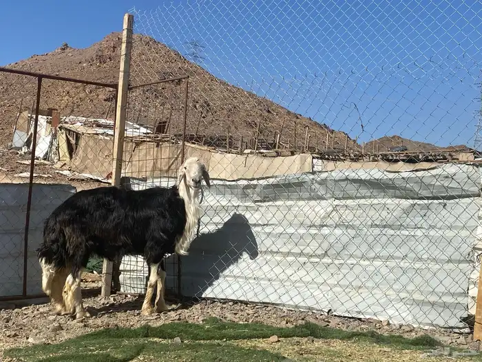طلي نجدي صنف الصنف مشروط يقشع على الشرط 20