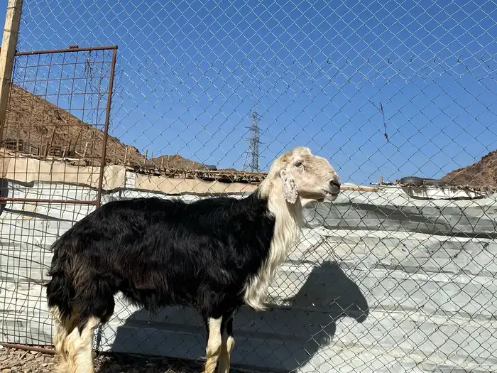 طلي نجدي صنف الصنف مشروط يقشع على الشرط 9