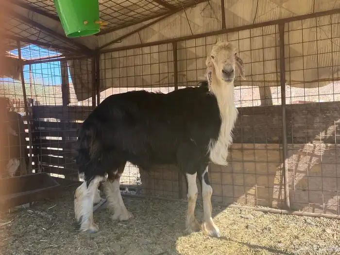 طلي نجدي صنف الصنف مشروط يقشع على الشرط 6