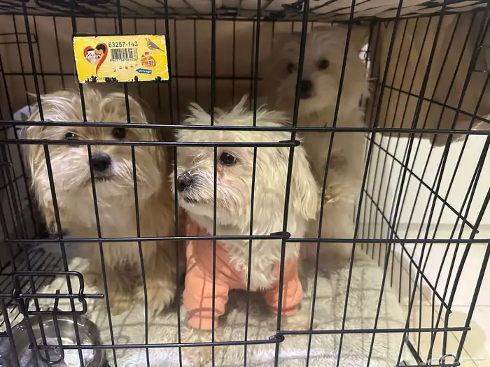 كلاب مالتيزر بومارينيان 0