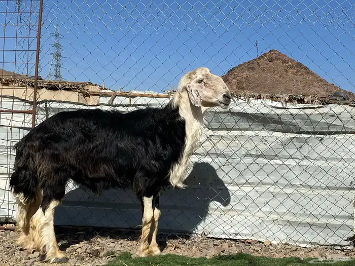 طلي نجدي صنف الصنف مشروط يقشع على الشرط 12