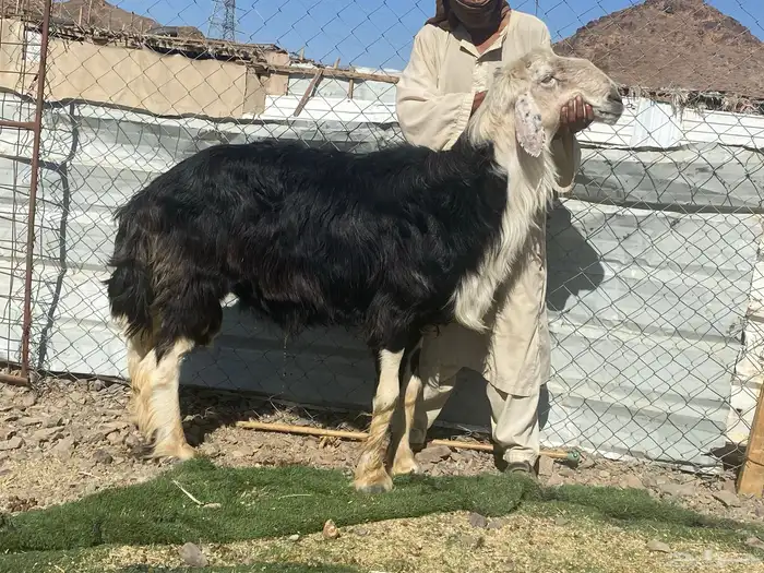 طلي نجدي صنف الصنف مشروط يقشع على الشرط 0