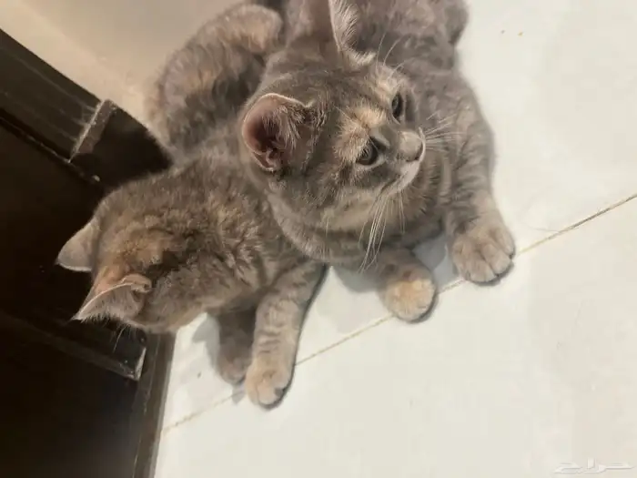 قط للبيع عمر 6شهور 2