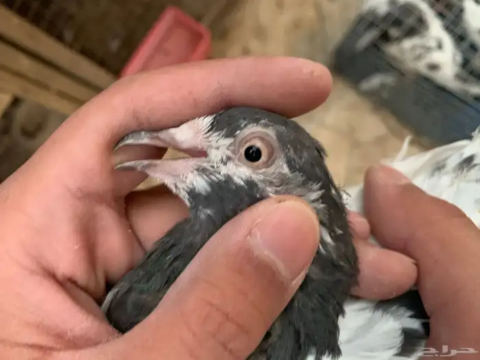 اجواز باكستانيات للبيع 9