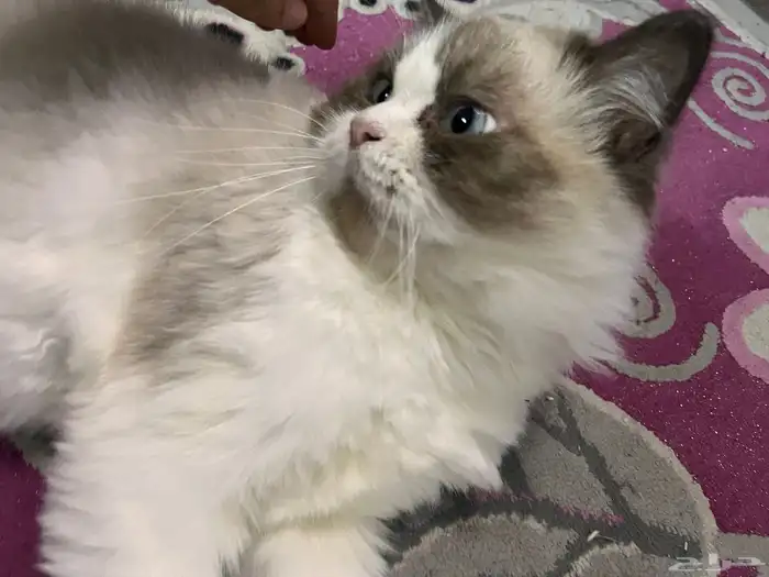 قط راغدول للتبني 2