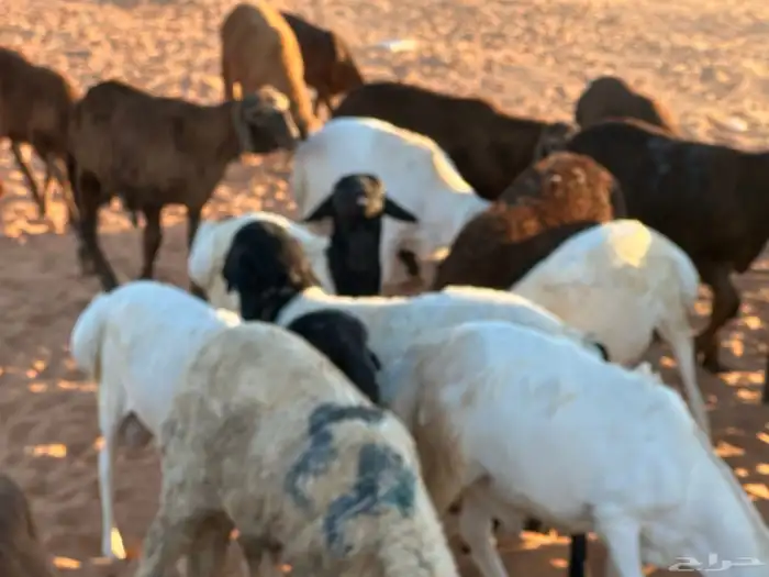 سواكن تنصفط للقناي العدد 30 14