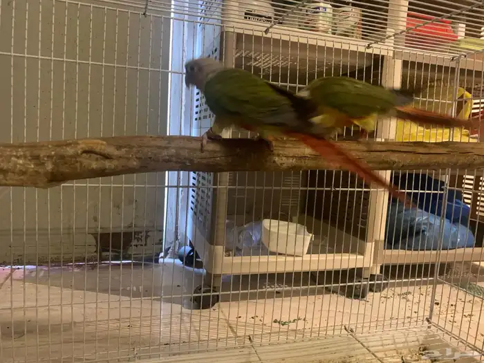 جوز كنيور انتاج 4