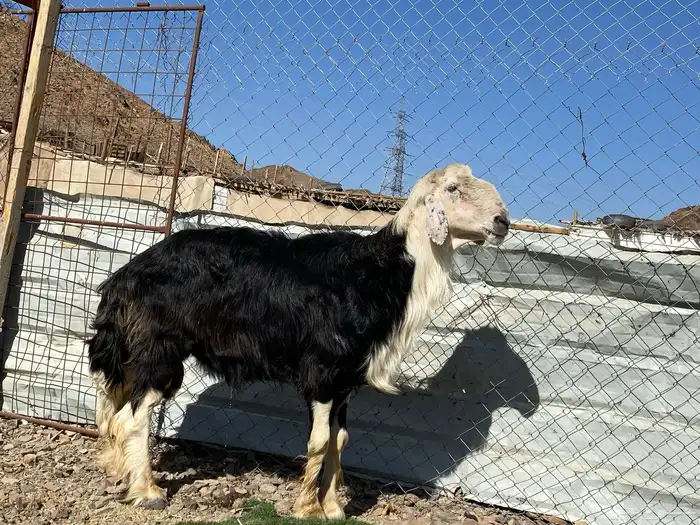 طلي نجدي صنف الصنف مشروط يقشع على الشرط 11