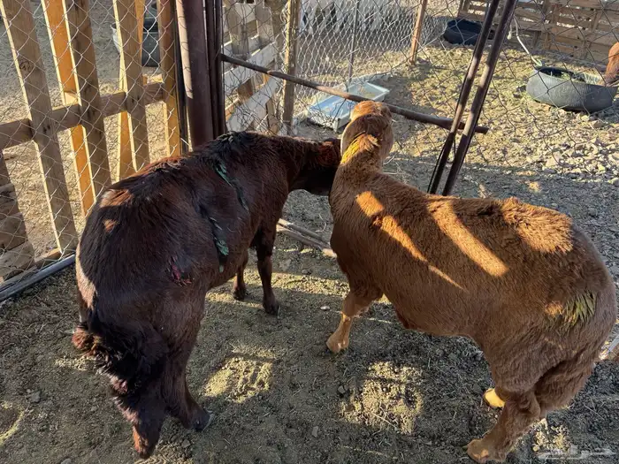 طليان سواكني تم البيع 1