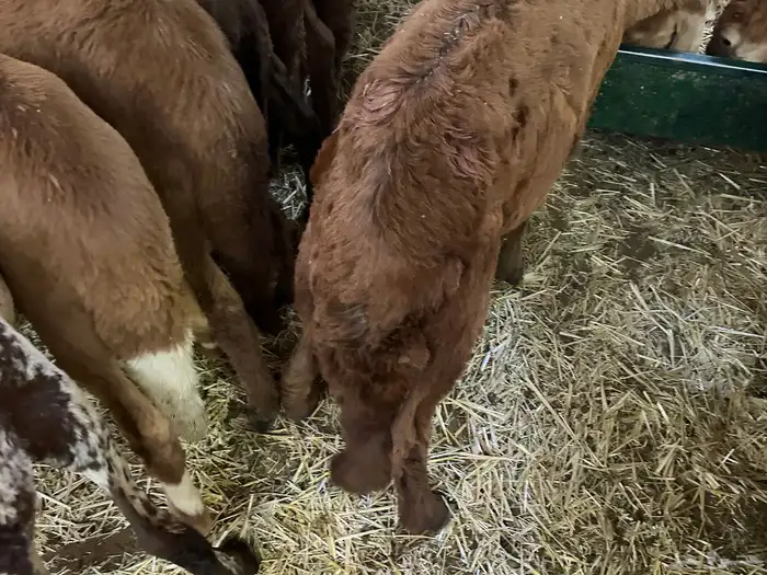 سواكن تنصفط للقناي العدد 30 7