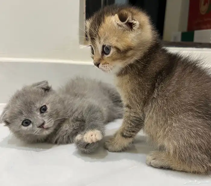 قطط (كيتن) سكوتش فولد العمر شهرين واسبوع 0