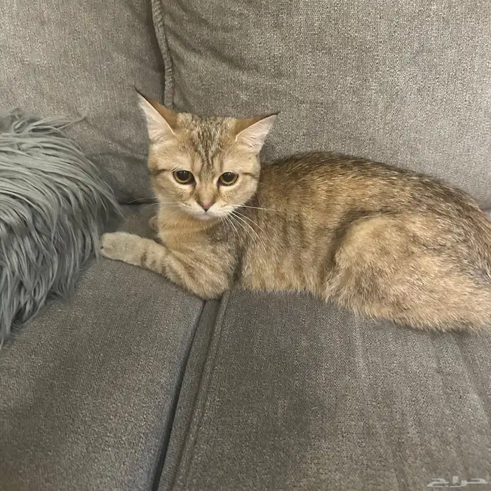 قطط لتبني ام و بنت 0