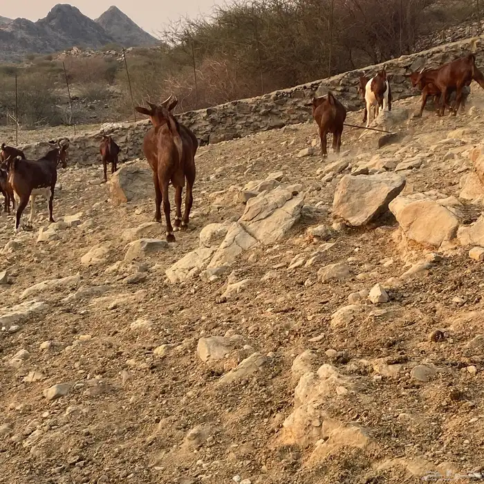 تيوس دهم للبيع فل شحم مناسبات زواجات العدد 30 البيع جمله 1
