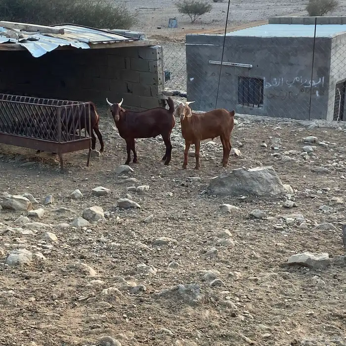 تيوس دهم للبيع فل شحم مناسبات زواجات العدد 30 البيع جمله 4