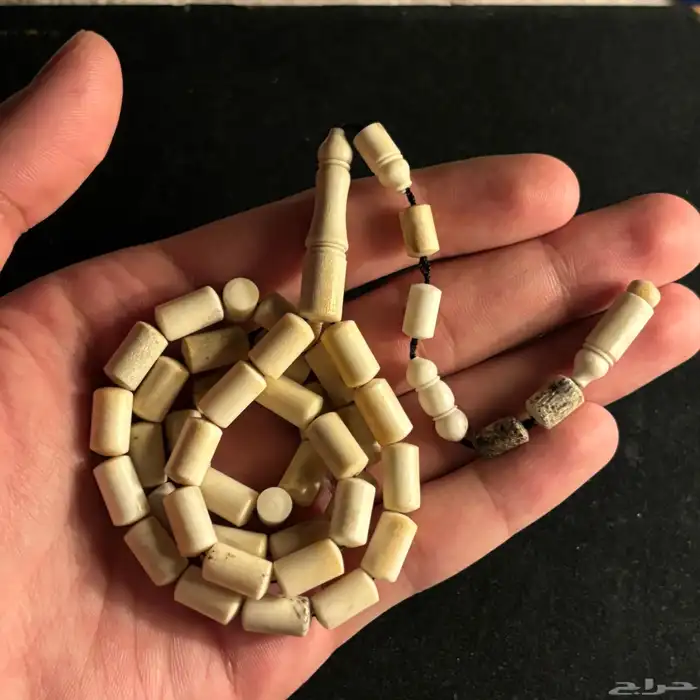 مسباح قرن الغزال الاوروبي - قص برميلي مميز 4