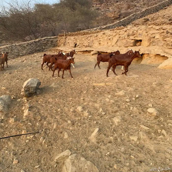 تيوس دهم للبيع فل شحم مناسبات زواجات العدد 30 البيع جمله 5