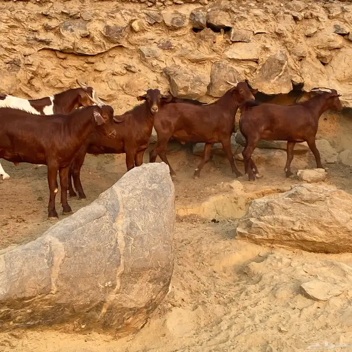 تيوس دهم للبيع فل شحم مناسبات زواجات العدد 30 البيع جمله 7