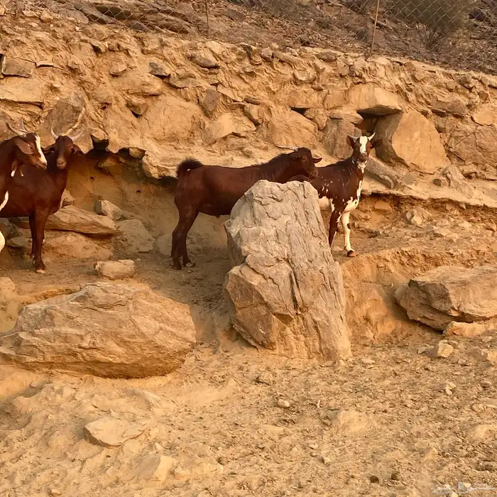 تيوس دهم للبيع فل شحم مناسبات زواجات العدد 30 البيع جمله 9