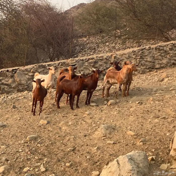 تيوس دهم للبيع فل شحم مناسبات زواجات العدد 30 البيع جمله 6