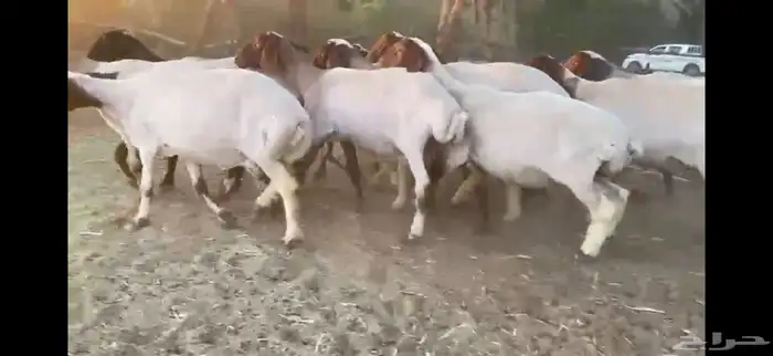 للبيع 11 راس نعيم دفيع شرط 4