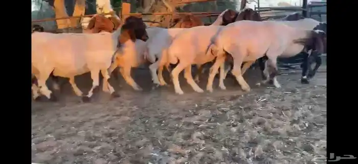 للبيع 11 راس نعيم دفيع شرط 18