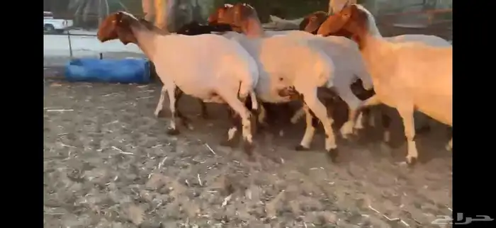 للبيع 11 راس نعيم دفيع شرط 6