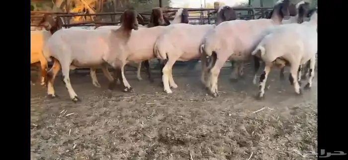 للبيع 11 راس نعيم دفيع شرط 20