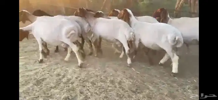 للبيع 11 راس نعيم دفيع شرط 3