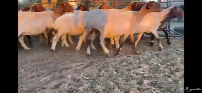 للبيع 11 راس نعيم دفيع شرط 8