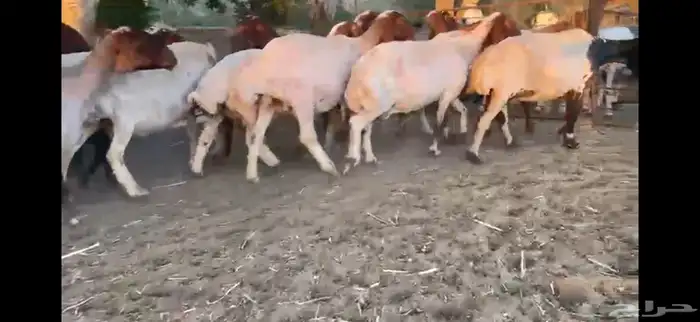 للبيع 11 راس نعيم دفيع شرط 11