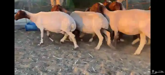 للبيع 11 راس نعيم دفيع شرط 16