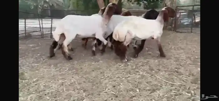 للبيع 5 جذعات صنف فاخره جدا 4