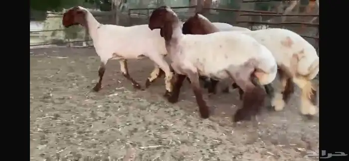 للبيع 5 جذعات صنف فاخره جدا 11