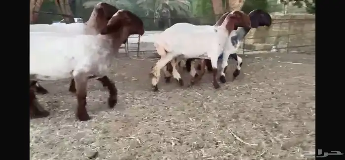 للبيع 5 جذعات صنف فاخره جدا 14