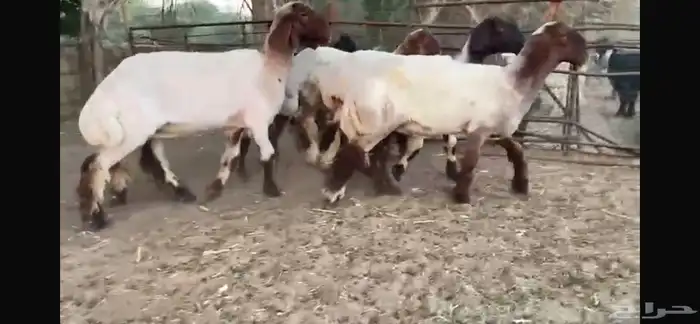 للبيع 5 جذعات صنف فاخره جدا 3