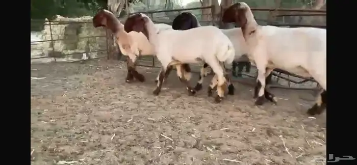 للبيع 5 جذعات صنف فاخره جدا 2