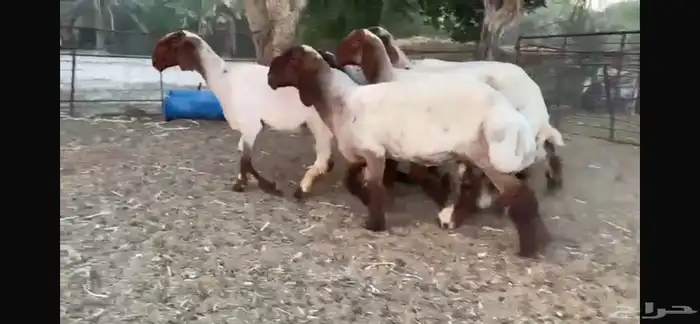 للبيع 5 جذعات صنف فاخره جدا 10