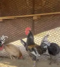 السلام عليكم موجود ديك وا معه دجاجه الديك حاررر وا يذن 0