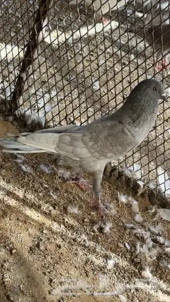 حمام نفاخي 6