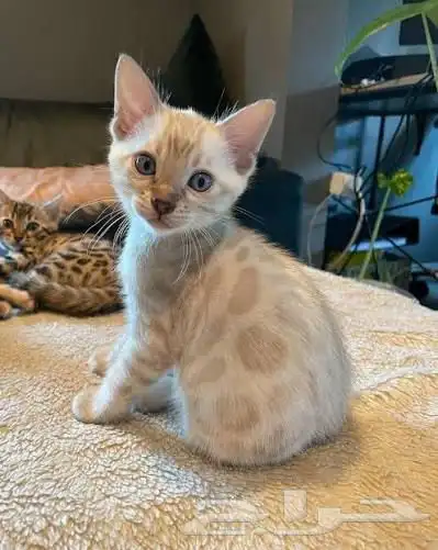 قطط بنغال سنو لون ابيض للبيع لون قوي 4