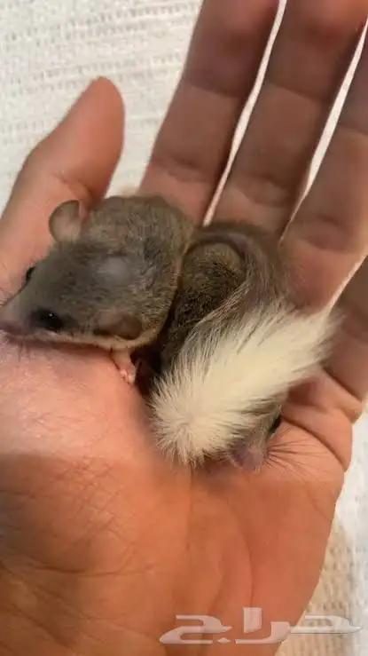 سنجاب قزم (سناجب قزماء) 1