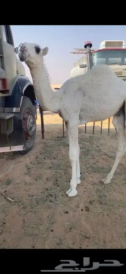 قعودين وضح للبيع 2