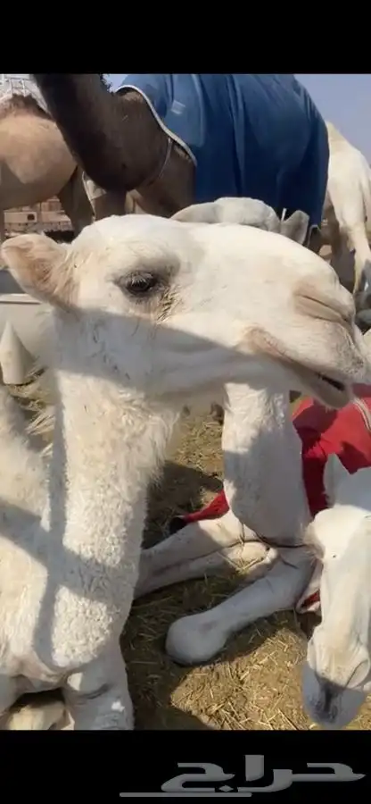 قعودين وضح للبيع 0