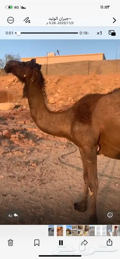 ناقه ماخض ناب مشروطة 1