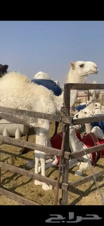 قعودين وضح للبيع 1