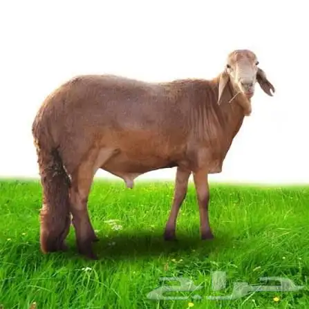 السواكنى ملك المفطح 0