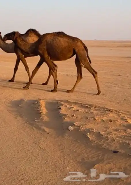 السلام عليكم آبل العدد 1